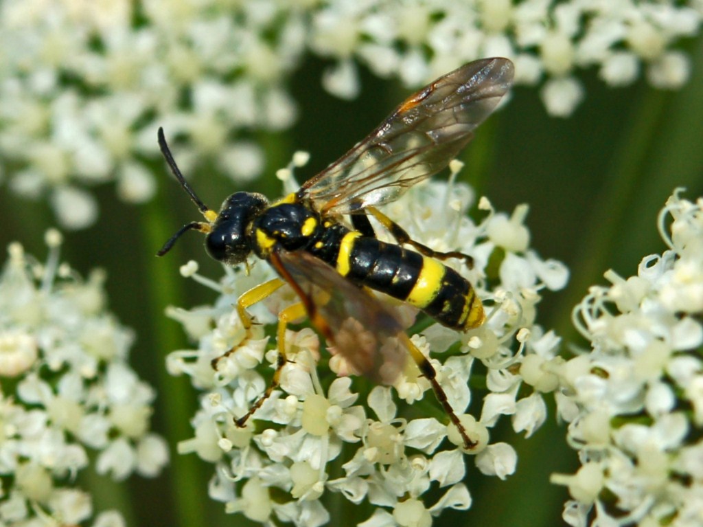 Una Tenthredo (forse) da identificare